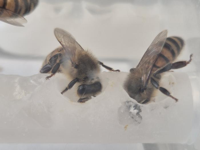 two bees feeding